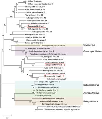 Late Male-Killing Viruses in Homona magnanima Identified as Osugoroshi Viruses, Novel Members of Partitiviridae